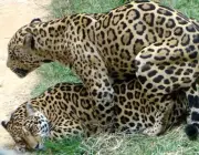 Leopardo Acasalando 1