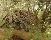 Leopardo Acasalando 2