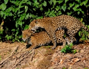 Leopardo Acasalando 3