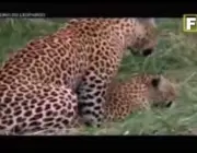 Leopardo Acasalando 4