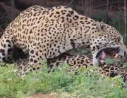 Leopardo Acasalando 5