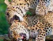 Leopardo Acasalando 6