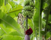 Fruto da Bananeira 1