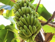 Fruto da Bananeira 2