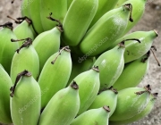 Fruto da Bananeira 4