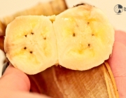 Fruto da Bananeira 5