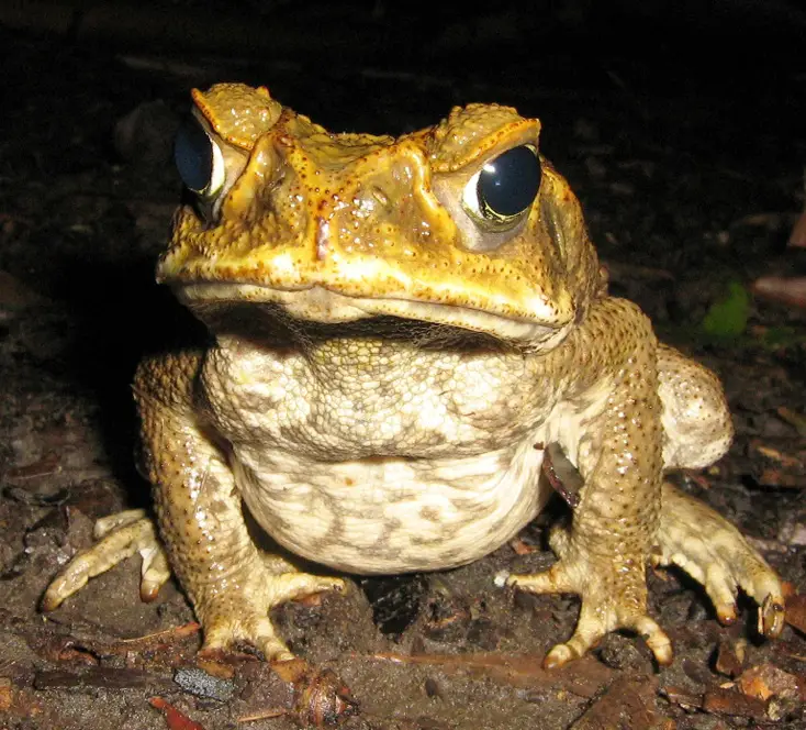 Cane Toad (Bufo marinus). Townsville, Queensland, Australia