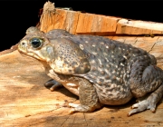 Rhinella Marina 2