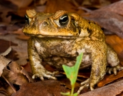 Rhinella Marina 4