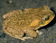 Rhinella Marina 5