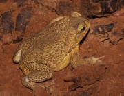 Rhinella Marina 6