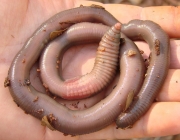 Rhinodrilus Alatus 1