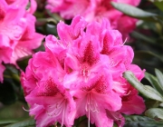 Rhododendron 1