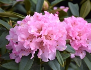 Rhododendron 2