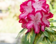 Rhododendron 4