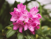 Rhododendron 5