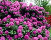Rhododendron 6