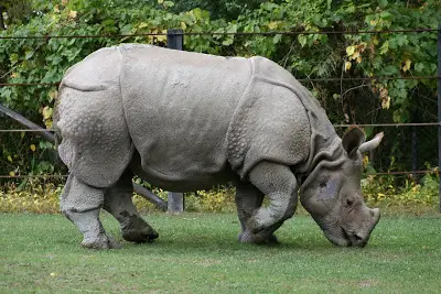 Rinoceronte Indiano 1