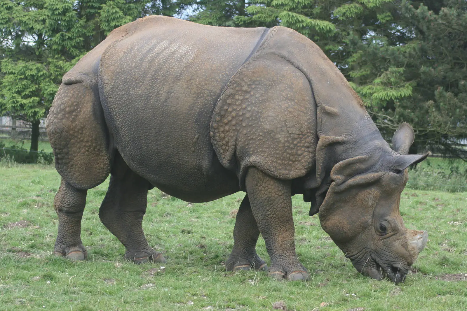 Rinoceronte Indiano 3