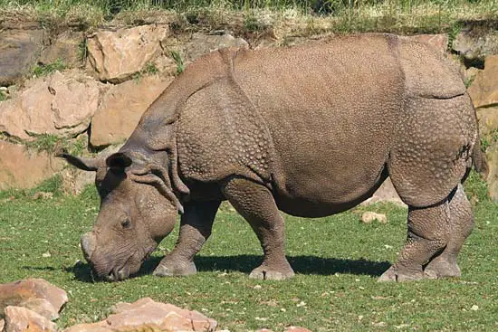 Rinoceronte Indiano 4