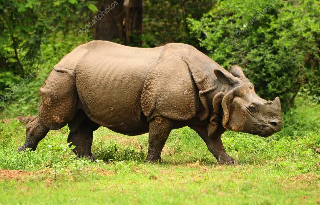 Rinoceronte Indiano 5