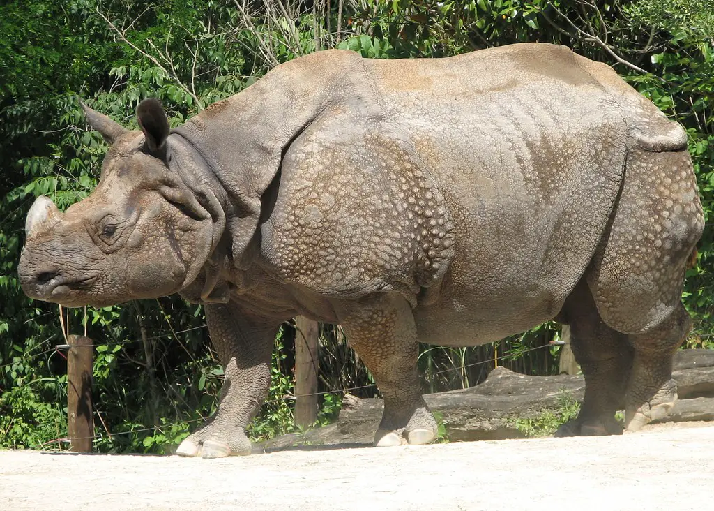 Rinoceronte Indiano 6