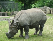 Rinoceronte Indiano 2