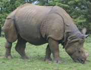 Rinoceronte Indiano 3