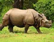 Rinoceronte Indiano 5
