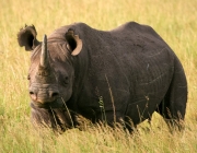 Rinoceronte-Negro-do-Oeste 1