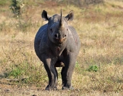 Rinoceronte-Negro-do-Oeste 2