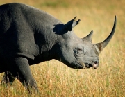 Rinoceronte-Negro-do-Oeste 3