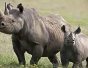 Rinoceronte-Negro-do-Oeste 4