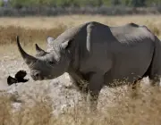 Rinoceronte-Negro-do-Oeste 5