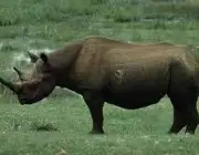 Rinoceronte-Negro-do-Oeste 6