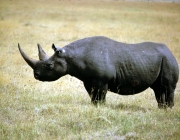 Rinoceronte Negro Ocidental 1