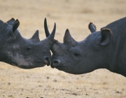 Rinoceronte Negro Ocidental 2