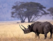 Rinoceronte Negro Ocidental 5