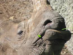 Rinocerontes Indianos Comendo 1