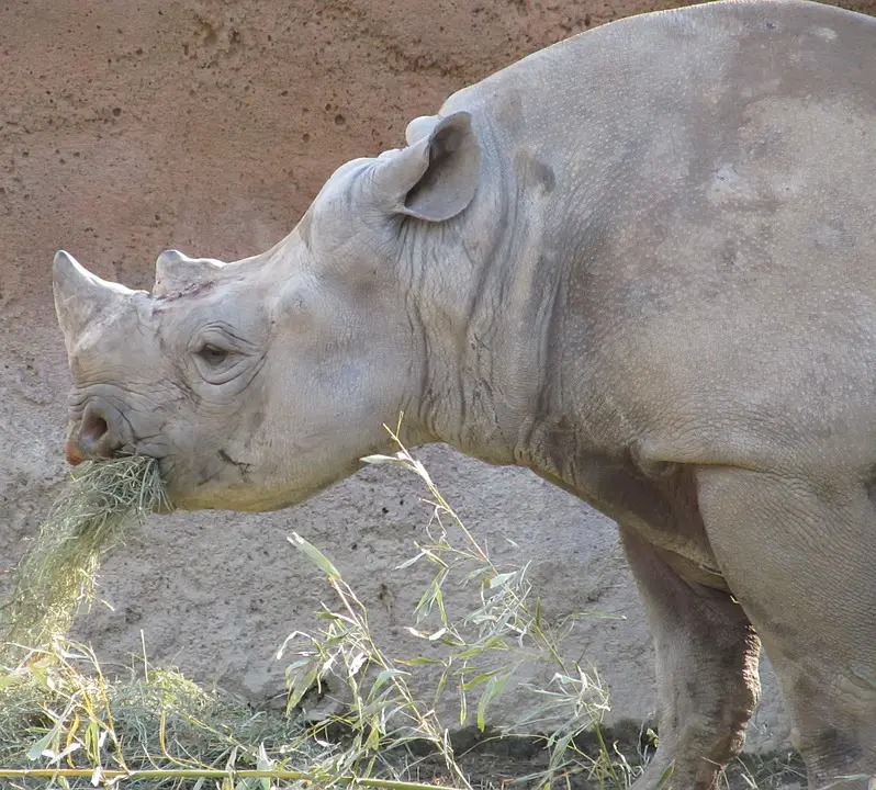 Rinocerontes Indianos Comendo 3