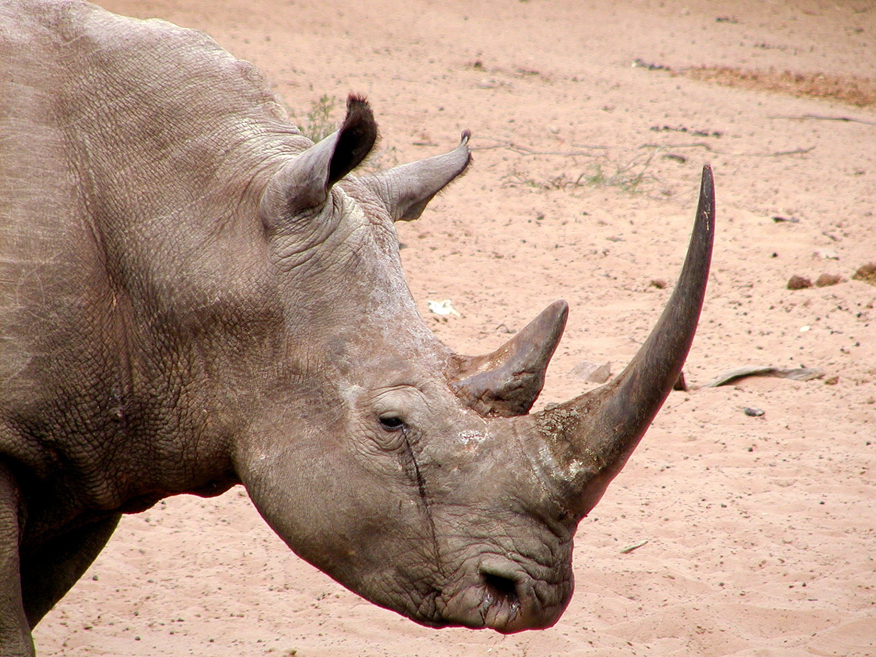 African Rhino Profile Head Shot Mkhuze