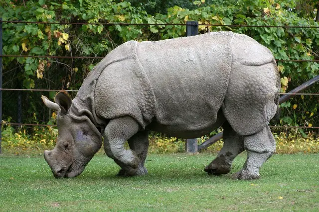 Rinocerontes Indianos Comendo 5