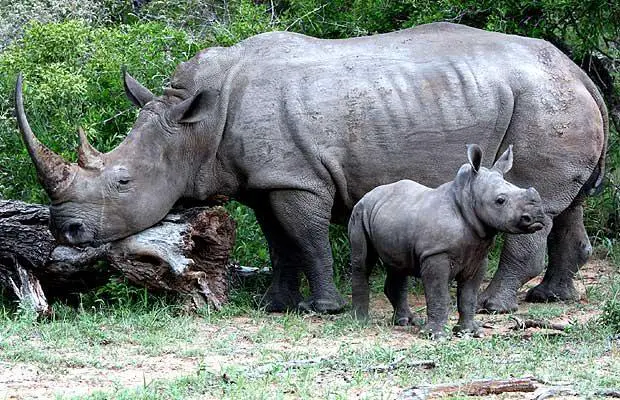 Rinocerontes Indianos Comendo 6