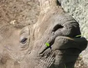 Rinocerontes Indianos Comendo 1