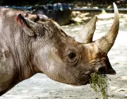 Rinocerontes Indianos Comendo 2
