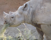 Rinocerontes Indianos Comendo 3