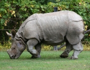 Rinocerontes Indianos Comendo 5