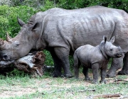 Rinocerontes Indianos Comendo 6