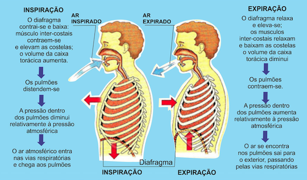 Pra Que Serve o Ar? | Mundo Ecologia