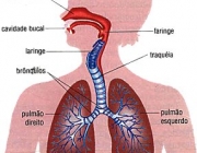 Processo de Respiração 1